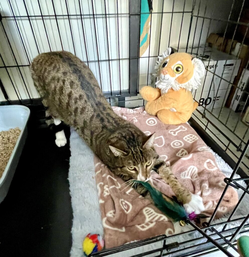 hygipet-1773220708882