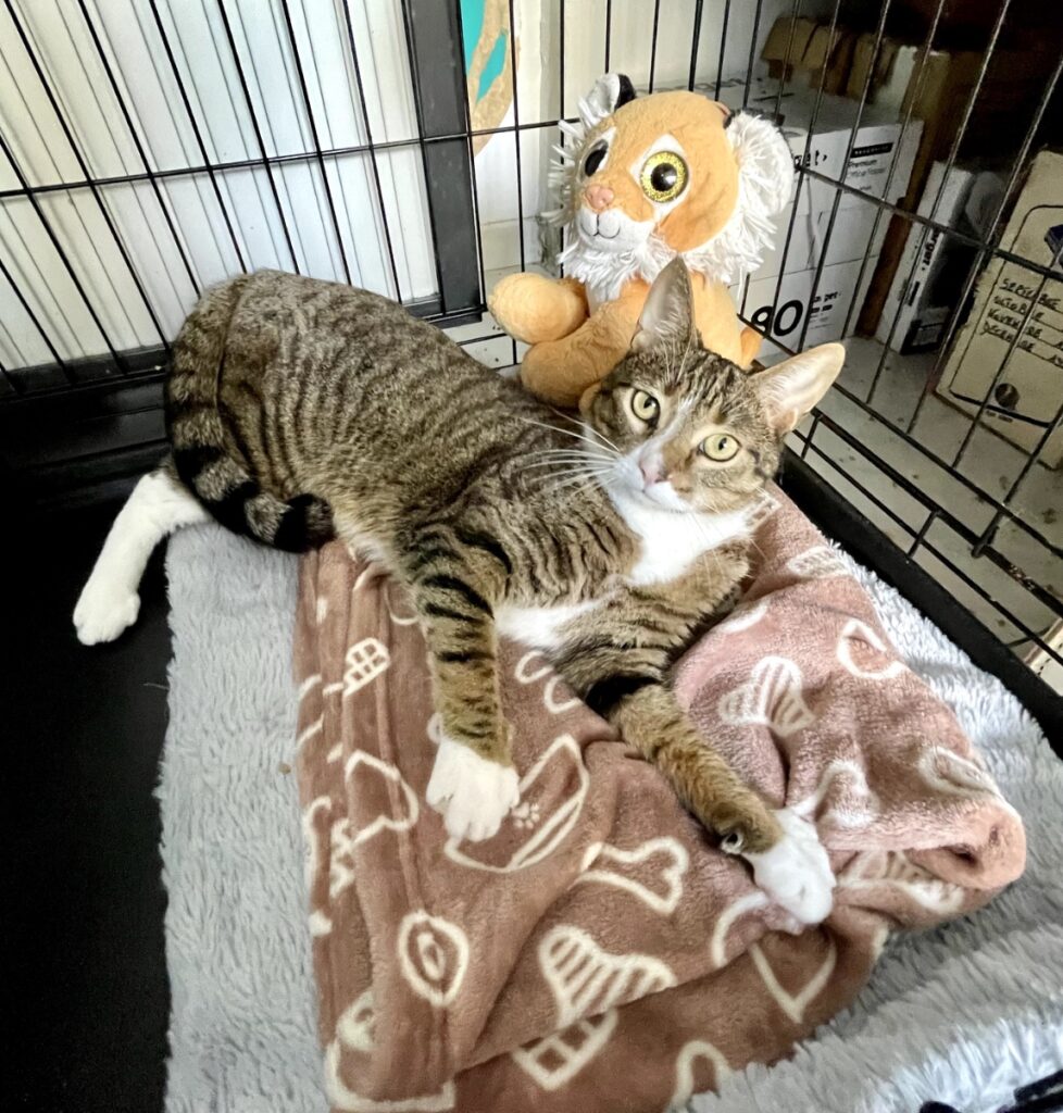 hygipet-1773220709811