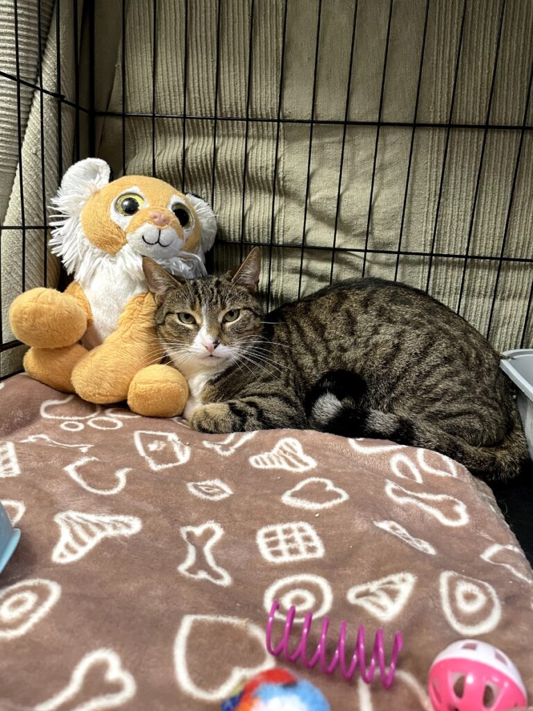 hygipet-1773220710880