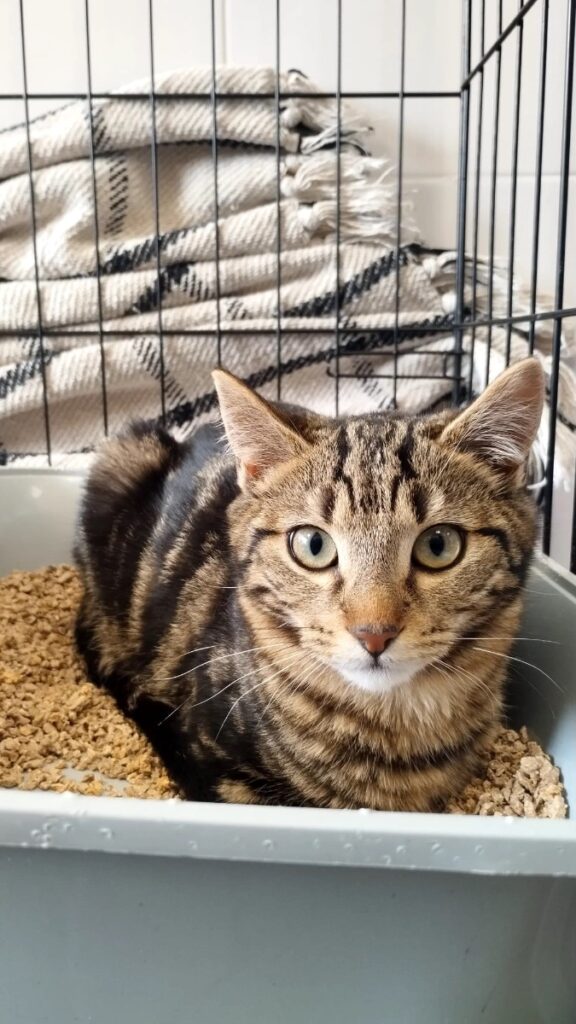 hygipet-1773220756637