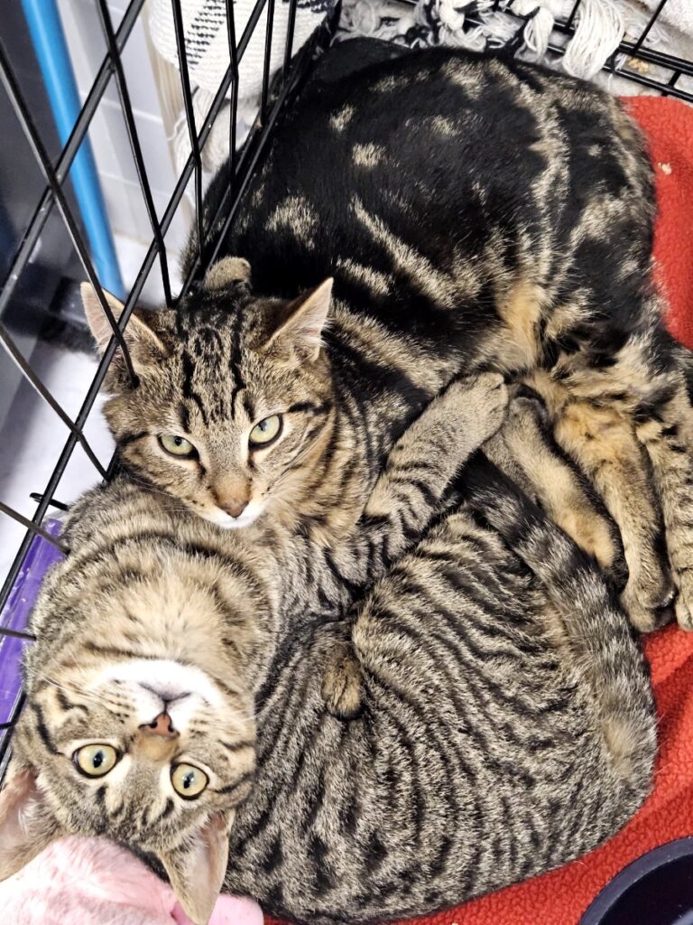 hygipet-1773220758530