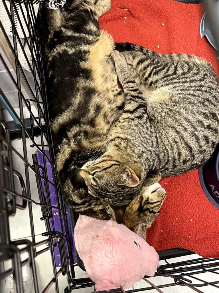 hygipet-1773220760621