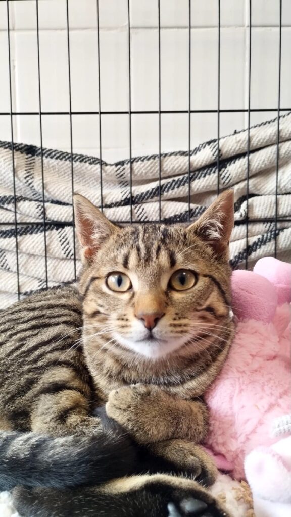 hygipet-1773220815266