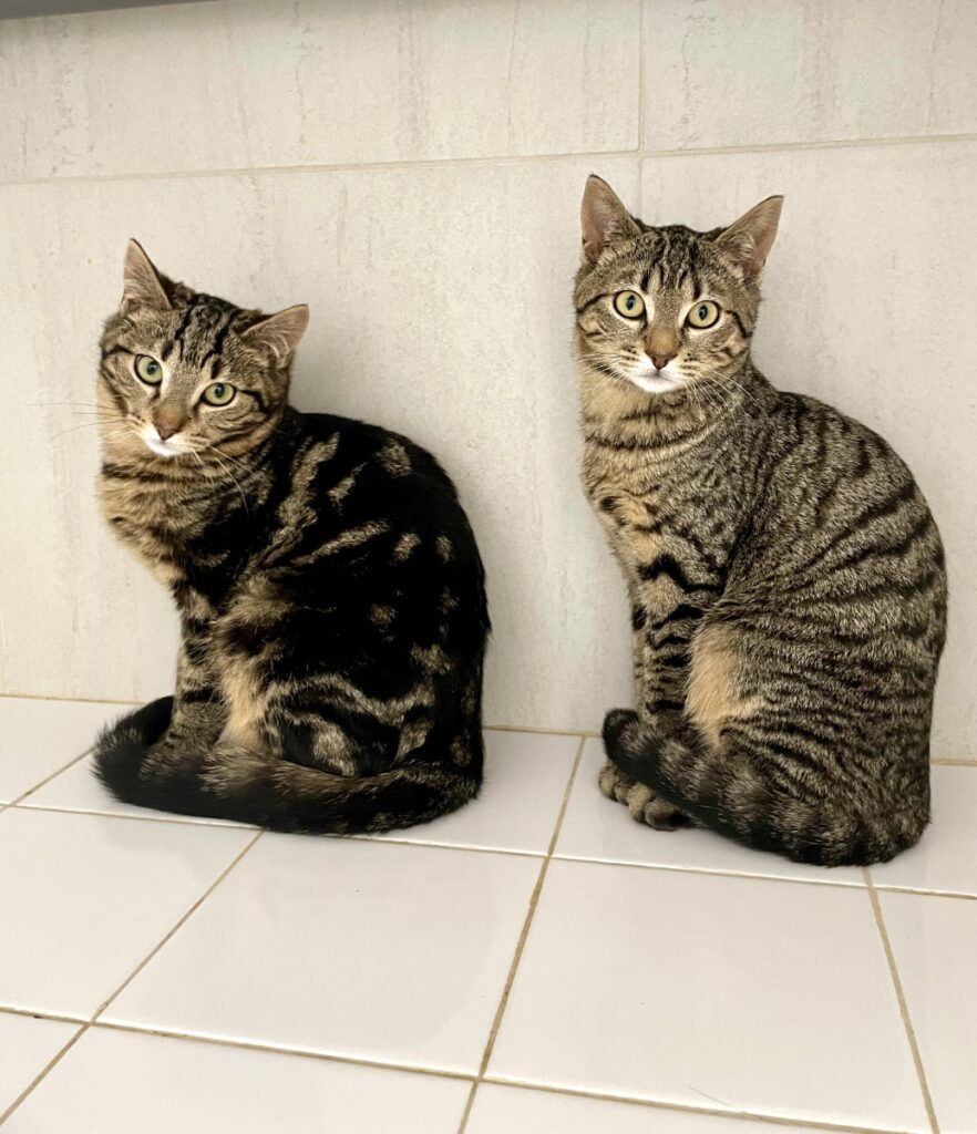 hygipet-1773220816157