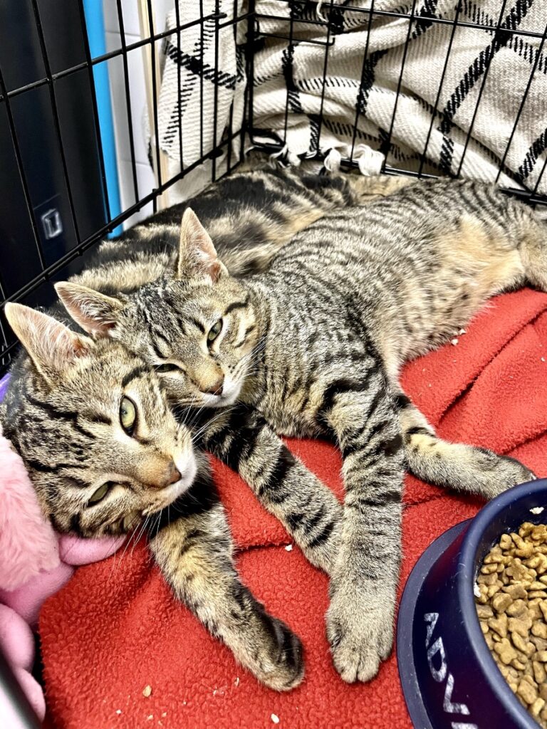 hygipet-1773220817188