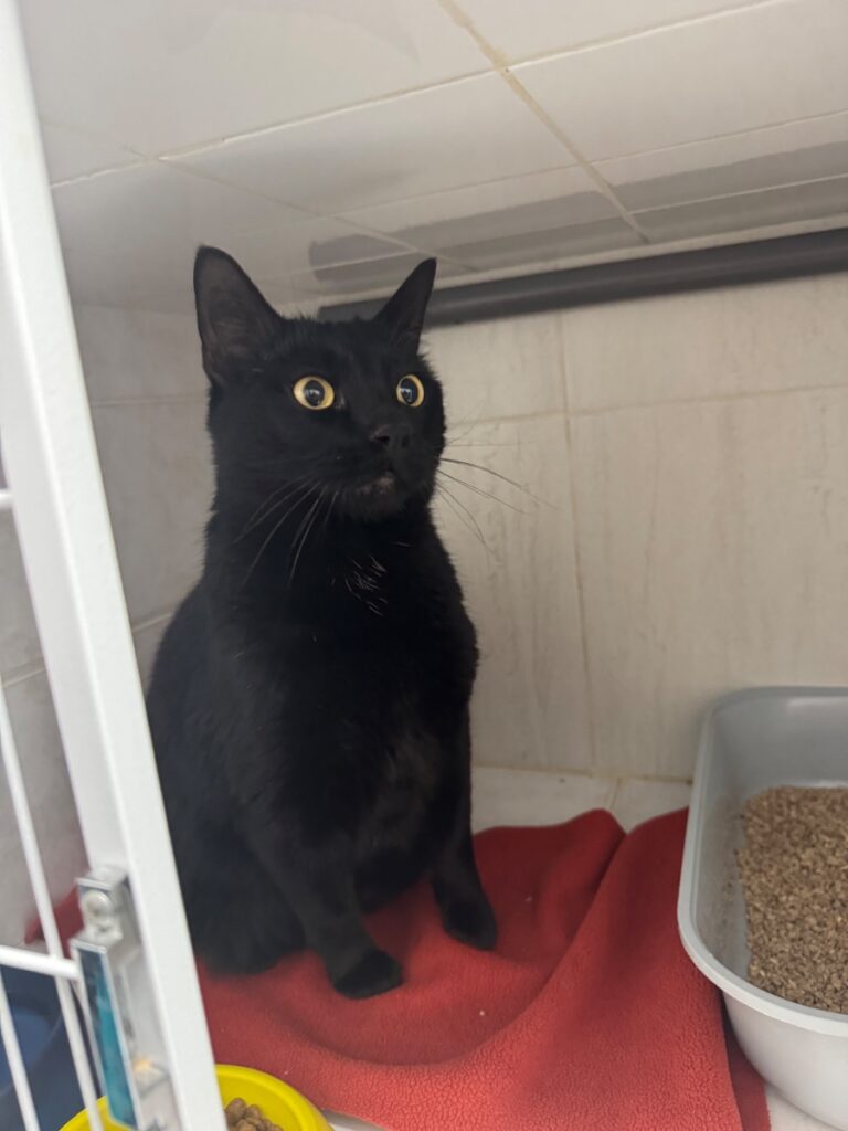 hygipet-1774436047778