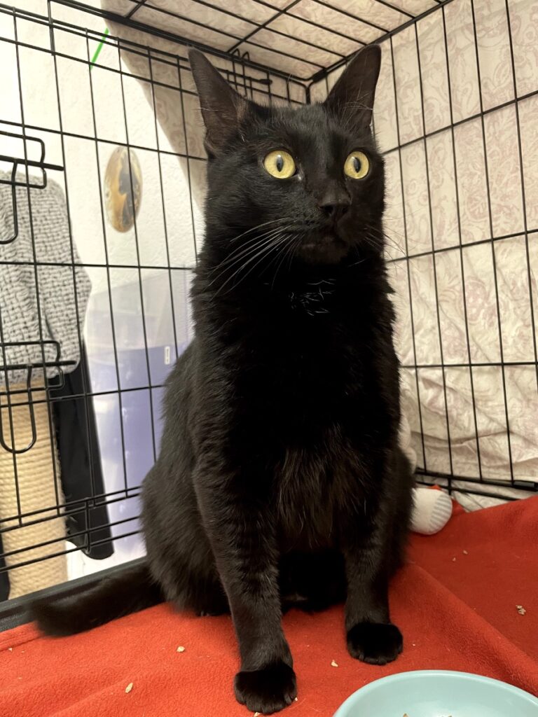 hygipet-1774436050287