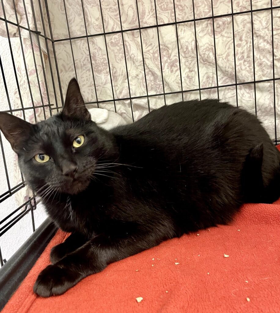 hygipet-1774436051378