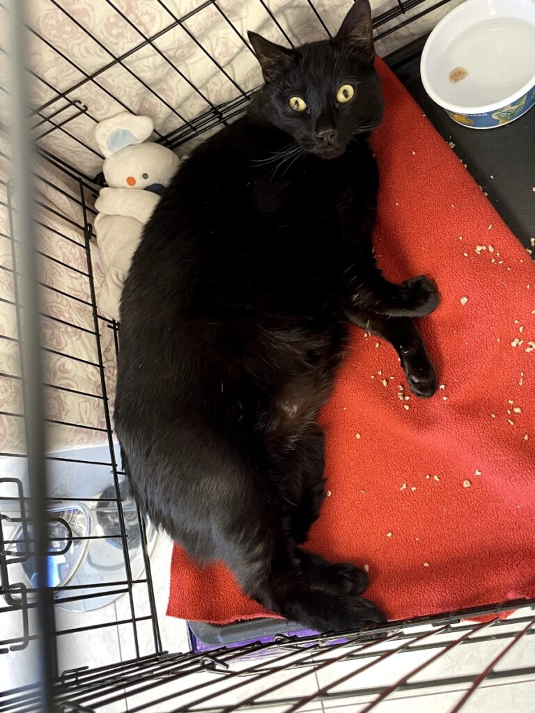 hygipet-1774436052509