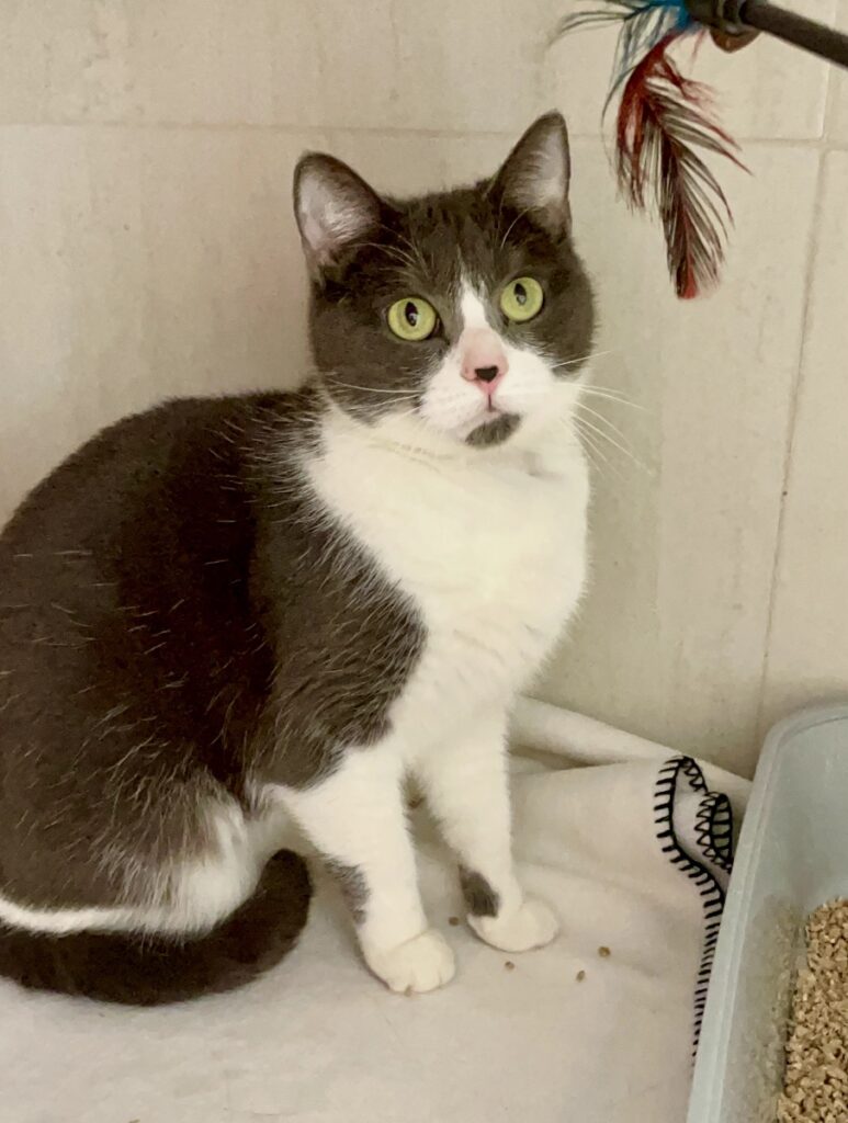 hygipet-1774448100143