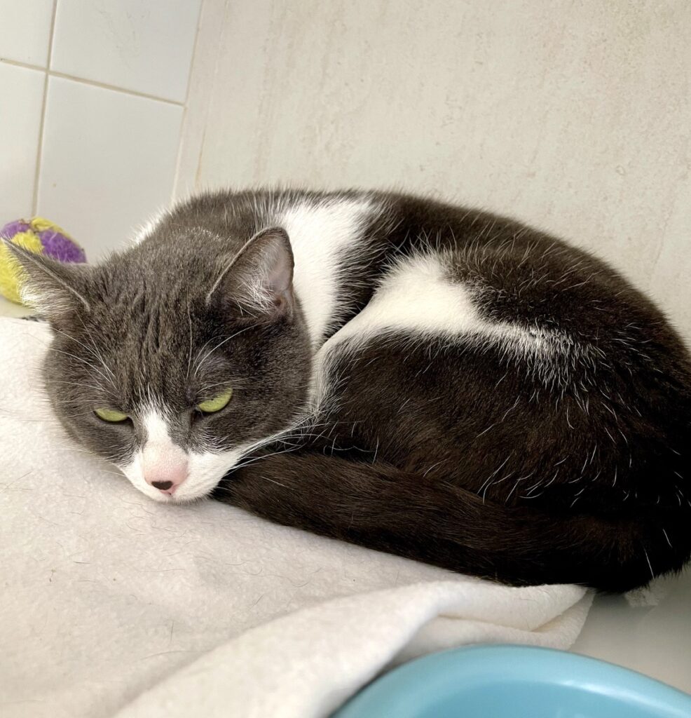 hygipet-1774448101290