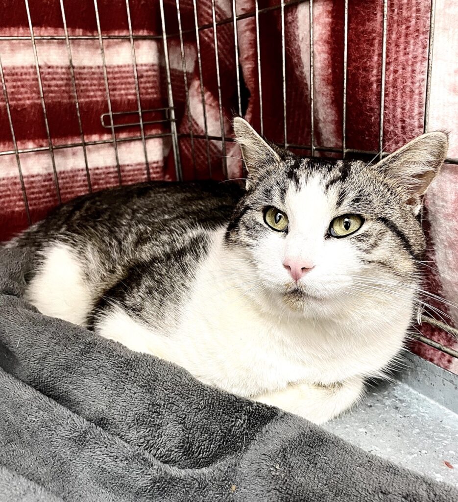 hygipet-1777286013487