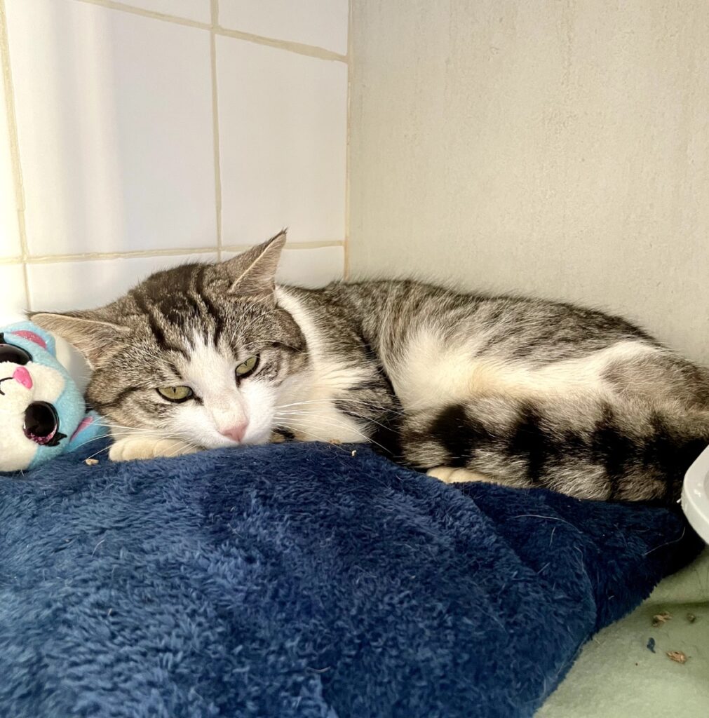 hygipet-1777286015296