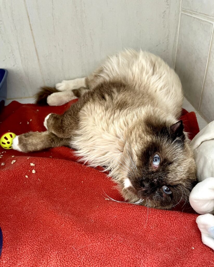 hygipet-1777288860027