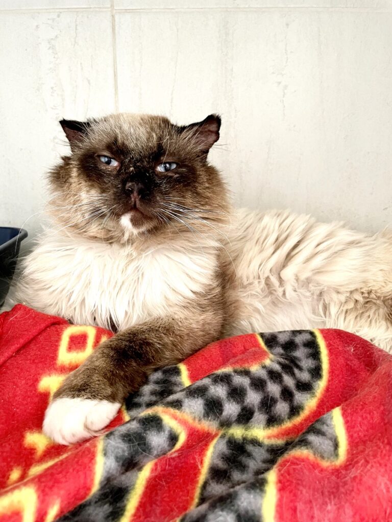 hygipet-1777288862444