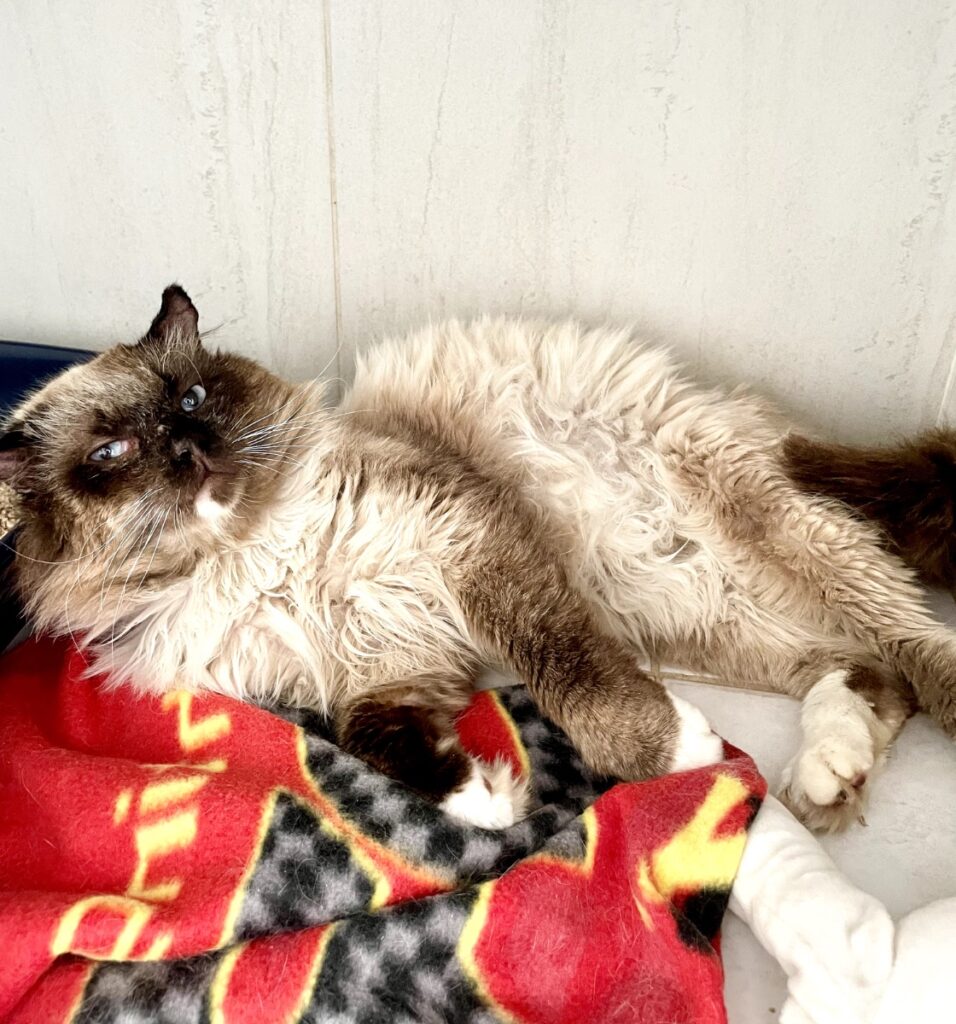 hygipet-1777288863799