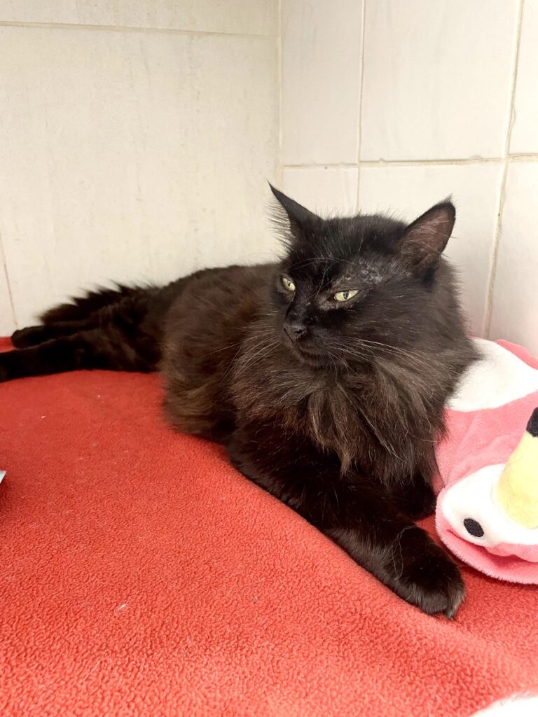 hygipet-1777290198747