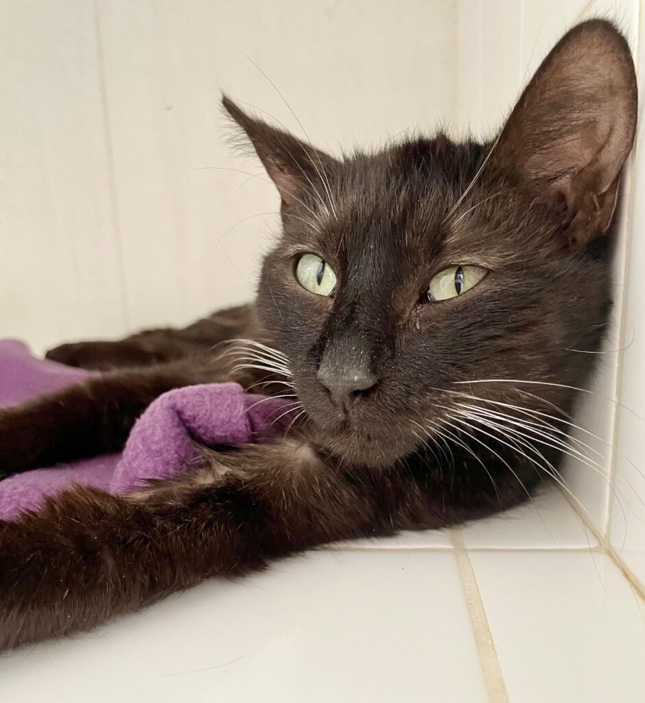 hygipet-1777291212442