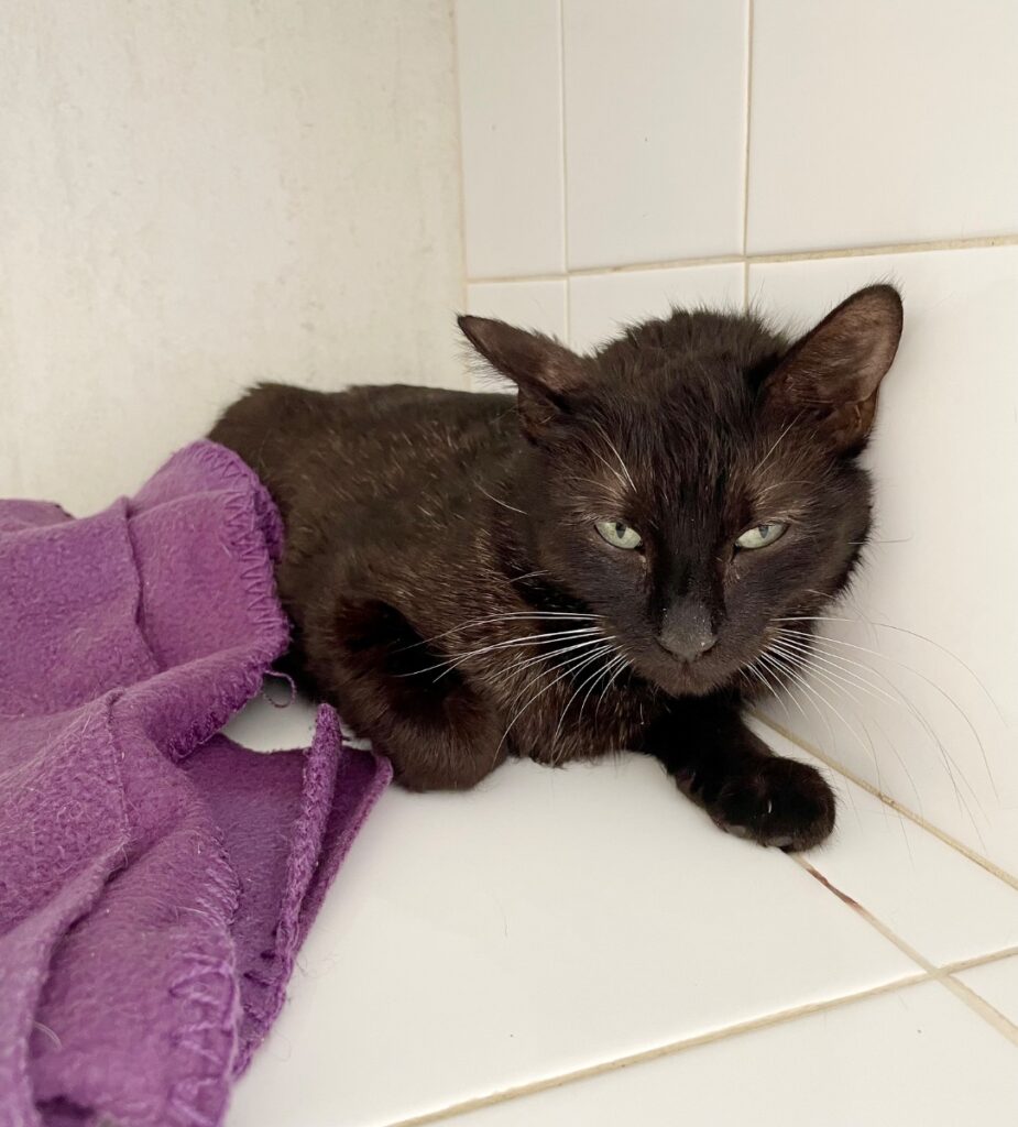 hygipet-1777291214456