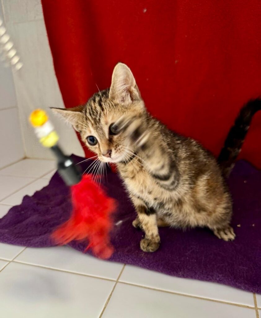 hygipet-1780846207313