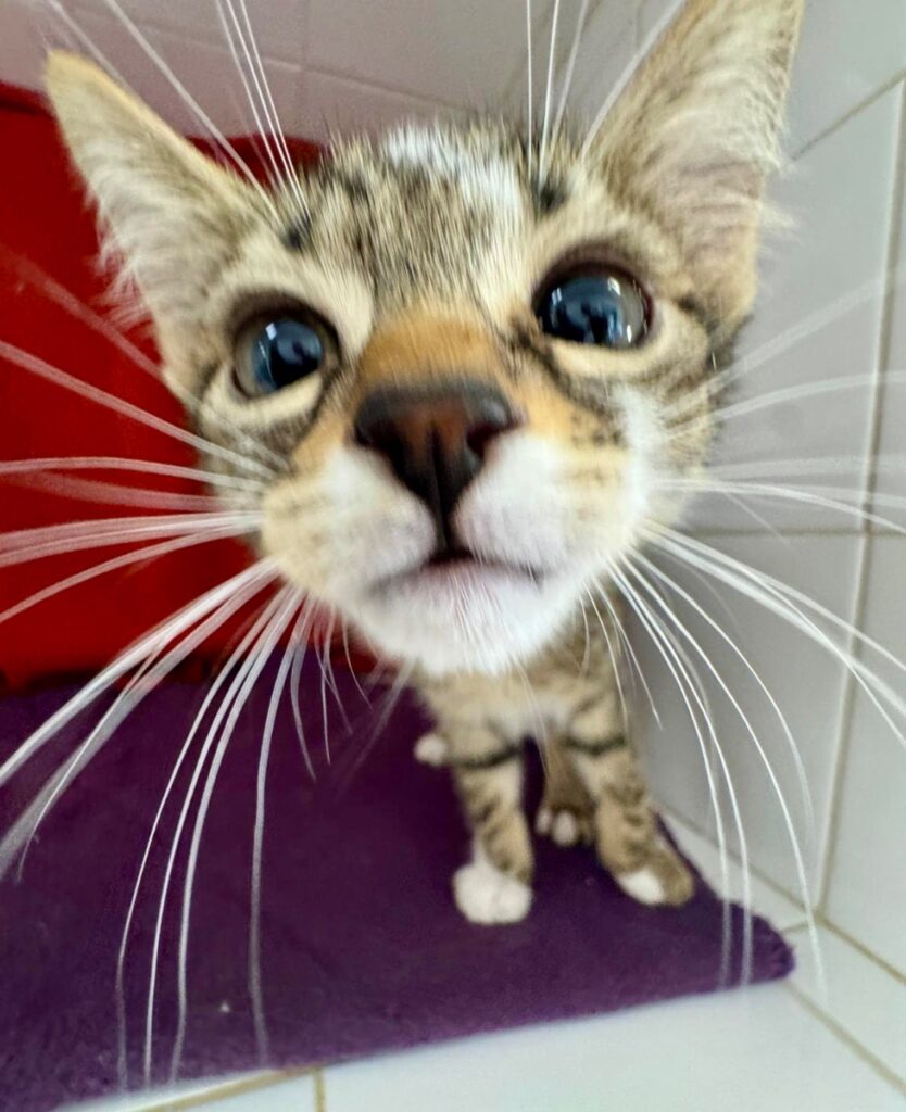 hygipet-1780848093159