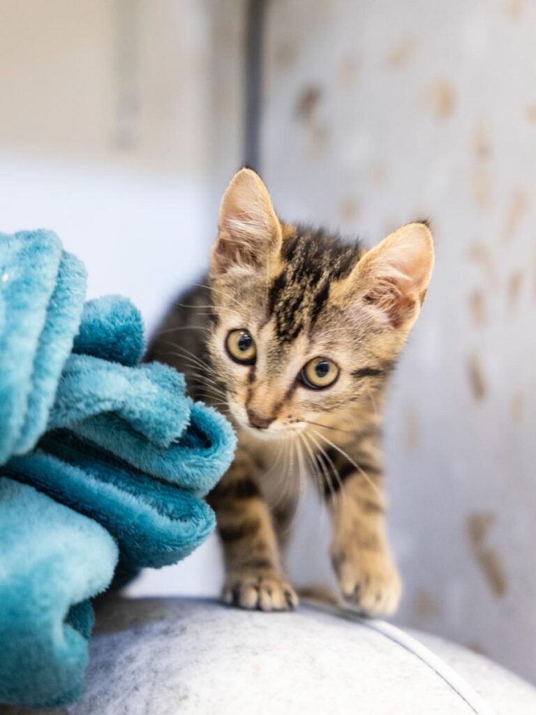 hygipet-1783173541070